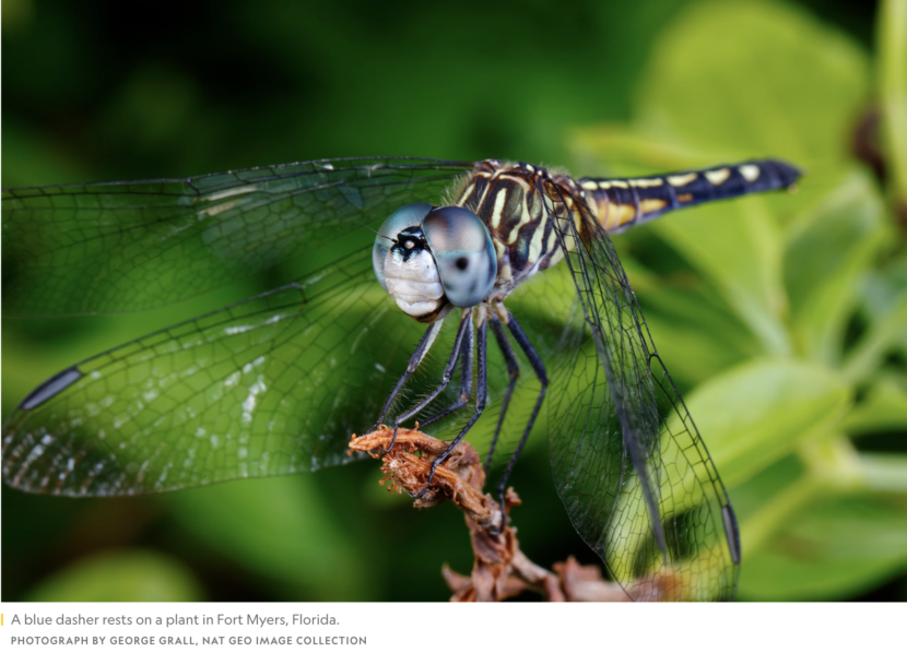 Nat Geo story on dragonflies and mercury by Brianna Randall